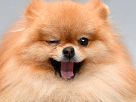 Cute Pomeranian Dog