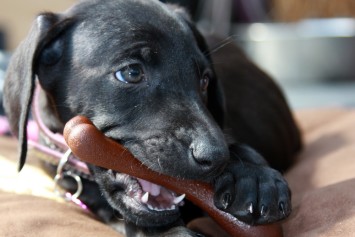 A puppy chewing on a teething toy to soothe his new teeth