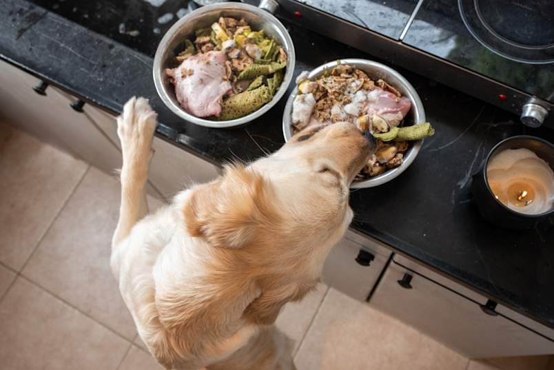A golden retriever stands on its hind legs, paws on the counter, nosing into two metal bowls of raw food, chicken, mussels, and other fresh ingredients.