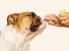 A close-up profile of a Bulldog's face as a hand holds medication near its mouth, which raises the critical concern "can dogs take human antibiotics?"