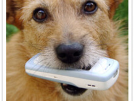 dog holding a cellphone in his mouth