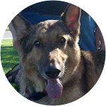 Jimmy - German Shepherd