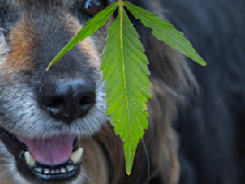 older dog behind marijuana leaf