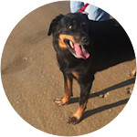 happy rottweiler with owner recovers after cruciate ligament tear