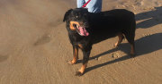 happy rottweiler with owner recovers after cruciate ligament tear
