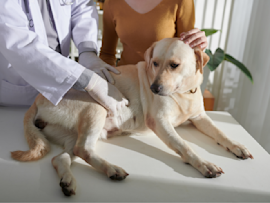 Yellow Labrador receiving a check-up at the vet while its owner stands nearby, a common scenario when your pup has a dog upset stomach - you can see the gentle examination that helps determine whether it's just something they shouldn't have eaten or if they need medication to feel better