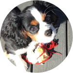 Orca - Cavalier King Charles Spaniel