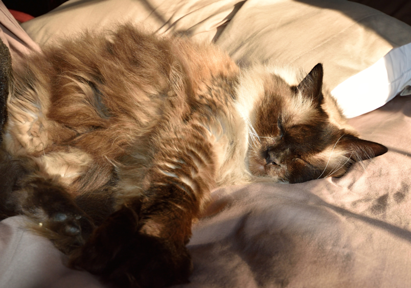A beautiful ragdoll cat with cream and brown markings lounges contentedly on a soft bed in warm sunlight, showcasing the breed's characteristic relaxed personality and medium-to-large size that ragdoll cats are celebrated for, perfectly illustrating why this docile breed makes such beloved companions with their easygoing traits and stunning appearance.