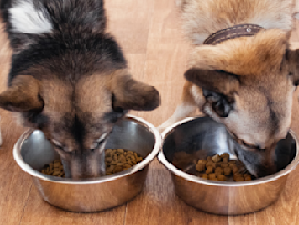 two shepherds eating next to each other