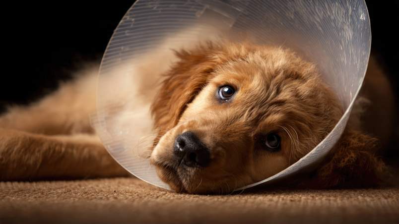 A golden-coated dog lies wearily on a soft carpet, soulful eyes gazing upward from within a clear plastic cone collar as it recovers from a medical procedure. The exhausted expression on this sweet dog's face serves as a powerful reminder of why heartworm prevention for puppies matters from the earliest possible age.