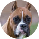 Sully - Boxer