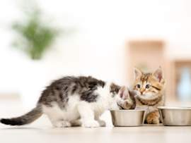 Two young kittens, one fluffy gray-and-white, one tabby, share mealtime at a pair of stainless steel bowls on a sunlit floor. It's a fitting image for content on how much to feed a kitten and building a kitten feeding schedule that fits their age.