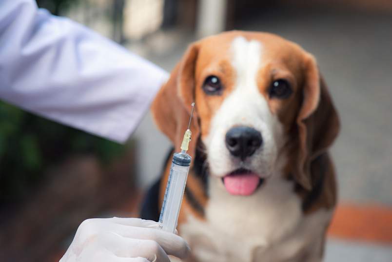 A veterinarian prepares a syringe while a calm Beagle waits patiently in the background, illustrating what a routine rattlesnake shot for dogs looks like at the vet's office.
