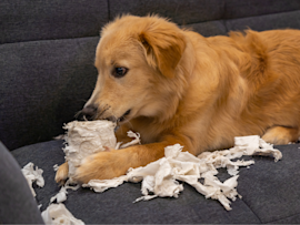 A Golden Retriever lies on a gray couch with torn paper scattered around - a common sight for dog owners wondering why dogs eat paper, as this mischievous pup demonstrates the typical paper-shredding behavior.