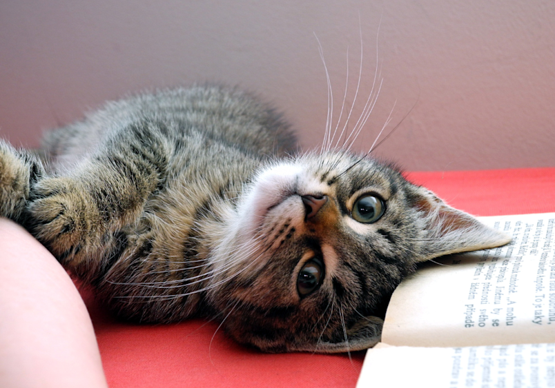 A curious tabby kitten with striking green eyes lying on its side on a red surface, playfully resting its head on an open book, exemplifying the inquisitive nature of young cats before they reach their fully grown size and stop developing.