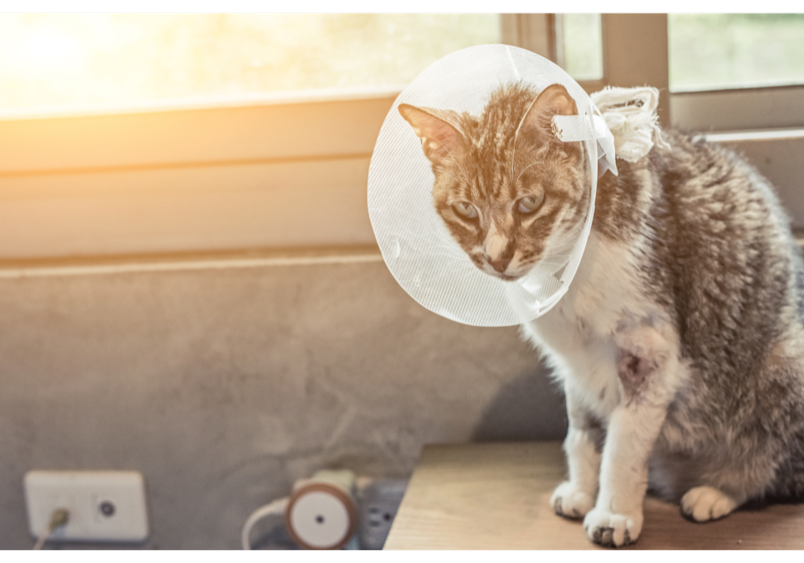 A cat wearing a protective cone collar after what appears to be a medical procedure.