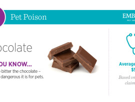 pet poison: chocolate