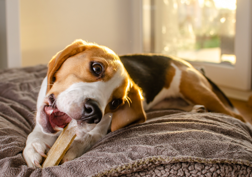 Are rawhides bad for dogs? that is a common question pet parents ask for their dogs. But, this beagle in the image is lounging on his owners bed while chewing what seemd to be a safe alternative to rawhide.