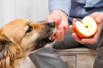 Owner feeding dog an apple