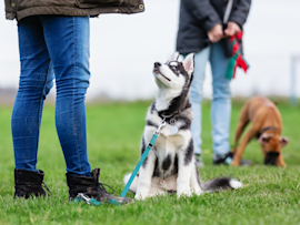 A black and white Husky puppy sits attentively on a grassy field during an outdoor training session, looking up eagerly at their owner who wears blue jeans and boots, while another dog and owner can be seen in the background, demonstrating proper leash training and basic command practice