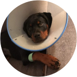 Rottweiler puppy in cone