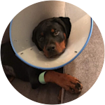Rottweiler puppy in cone
