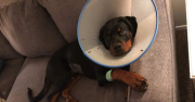 Rottweiler puppy in cone