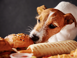 Jack Russell terrier eyeing a plate of bread and grilled hot dogs with that 'pretty please' look we all know too well, making you wonder can dogs eat hotdogs?