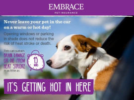 Infographic of pet car safety for hot weather 