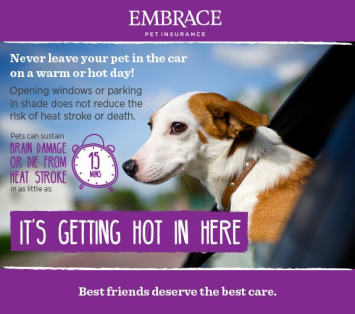 Infographic of pet car safety for hot weather 