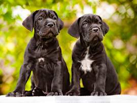 Cane corso puppies