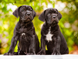 Cane corso puppies