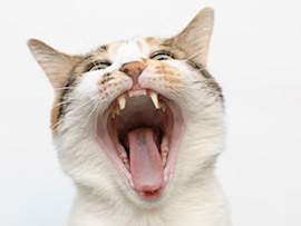 cat with wide open mouth showing teeth