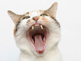 cat with wide open mouth showing teeth