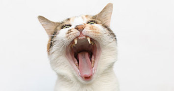 cat with wide open mouth showing teeth