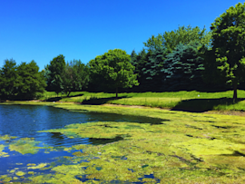 This image shows a lakeshore with visible patches of algae, highlighting a potential danger of blue-green algae (cyanobacteria) blooms, which can be toxic to dogs if ingested. Exposure to toxic algae can cause symptoms in dogs such as vomiting, diarrhea, seizures, and in severe cases, death.