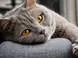 This gorgeous gray cat with bright yellow eyes lounges peacefully with its claws out. Is it mad, or is it just catured in the middle of its kneading session? The image relates to the topic of laser declawing for cats, focusing on the cost comparison with traditional methods