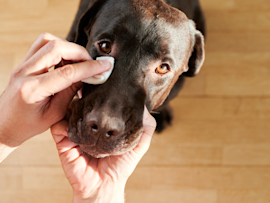 A person carefully wipes the eye of a dark-colored dog, highlighting the concern many pet owners have when noticing a black spot on their dog's eye. This image is relevant to discussions about identifying and understanding various eye conditions in dogs, such as dark spots or freckles.