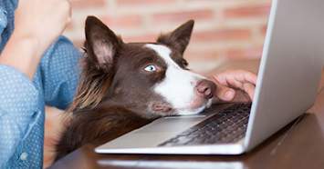 claiming pets on taxes