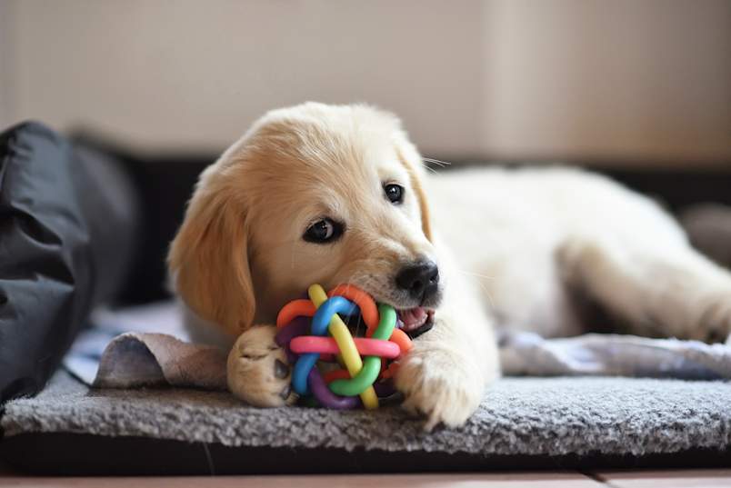 An adorable cream-colored Golden Retriever puppy lies contentedly on a cozy gray dog bed, tiny paws wrapped around a colorful interlocking rubber ball as it happily chews away. This heartwarming image showcases puppy essentials that belong on every new pet parent's puppy supplies list.