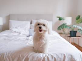 Maltese Sitting on Bed