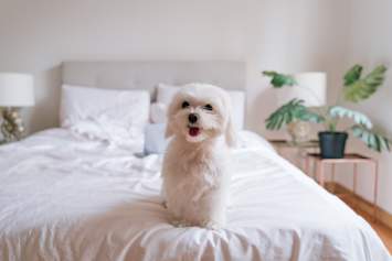 Maltese Sitting on Bed