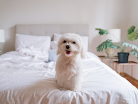 Maltese Sitting on Bed