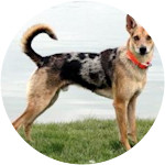 Elliot Cool - German Coolie