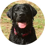 Smiling Labrador Retriever