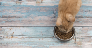 orange cat eating out of bowl