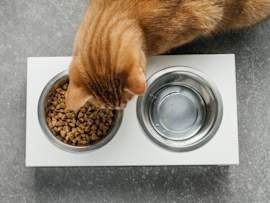 A ginger cat eating dry food from a bowl, positioned next to an empty water dish, illustrating portion control for cat feeding.