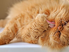 orange cat licking paw