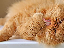 orange cat licking paw