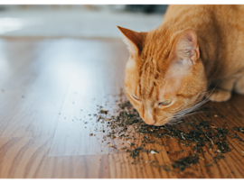 An orange tabby cat enjoys scattered catnip on a wooden floor, demonstrating the natural attraction cats have to this herb.